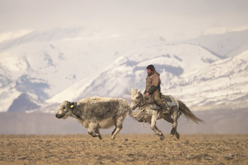 пастух ПАСТУХ ПО АЛТАЙСКИ фото превью