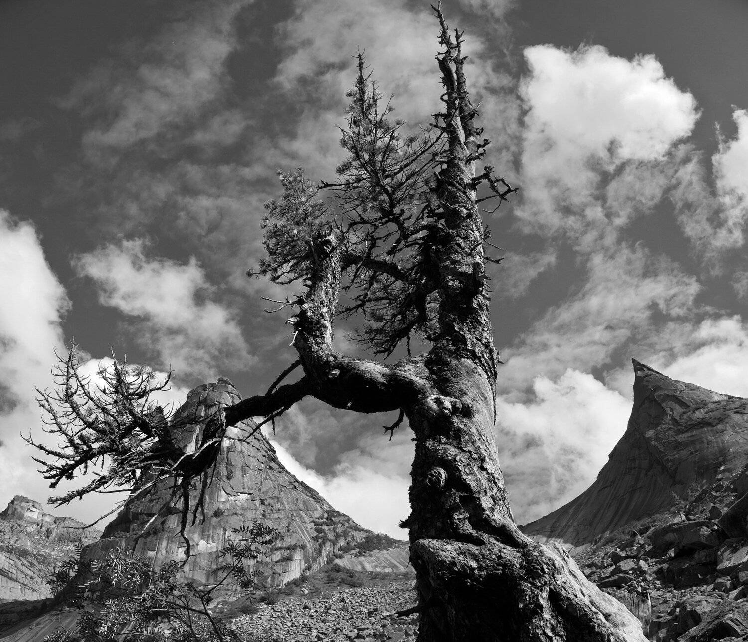 горы, сибирь, саяны, западный саян, ергаки, дерево, ник васильев, кедр, скала парабола,, Николай Васильев