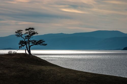 Древо Желаний. Мольба.