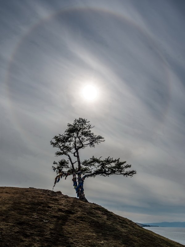 сибирь, озеро байкал, остров ольхон, дерево, лиственница, древо желаний, ник васильев Древо Желаний. Гало. фото превью