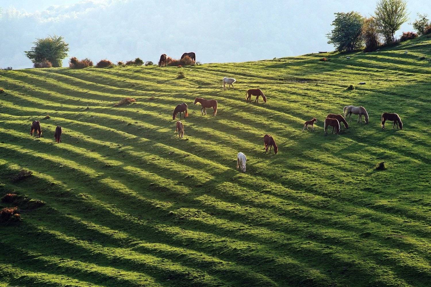 весна луг кони, Евгений Никишин
