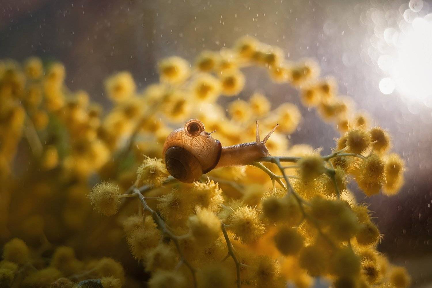 макро, Тарасова Ольга