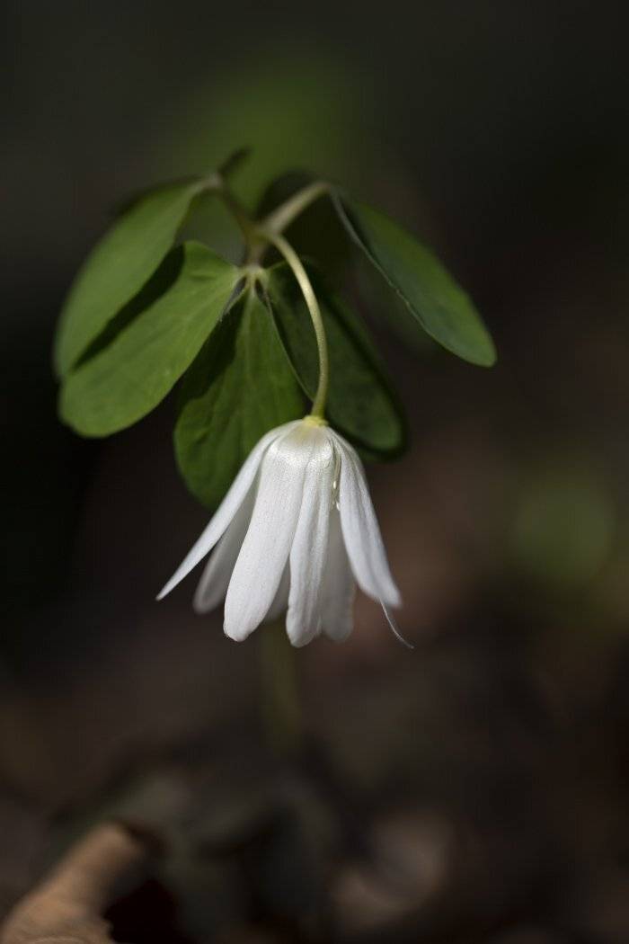 , Евгений Слободской