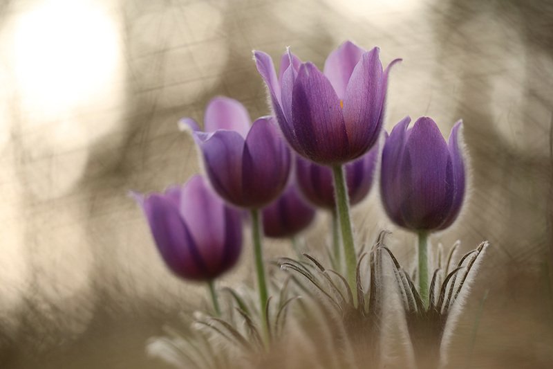 *** фото превью