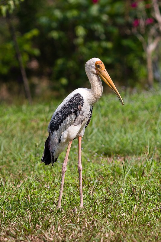Серый клювач фото превью