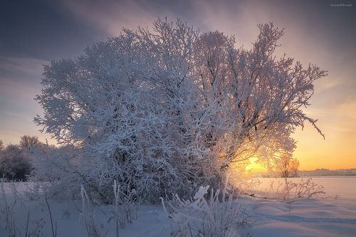 В одеждах из инея