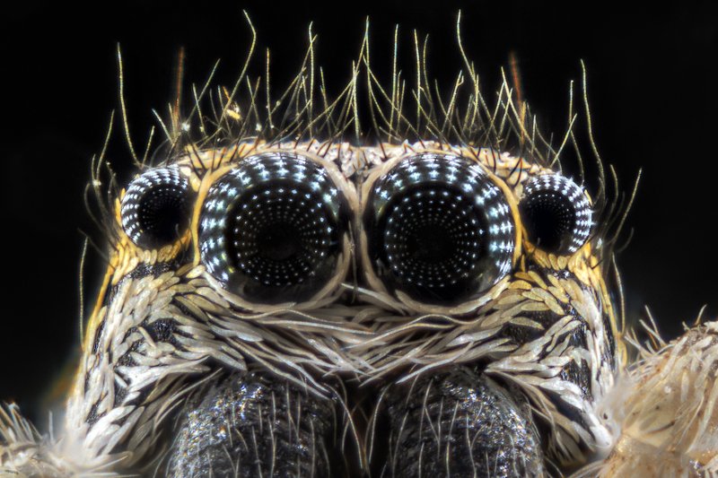 паук,скакун,багира киплинга,глаза, отражение, макро Bagheera kiplingi фото превью