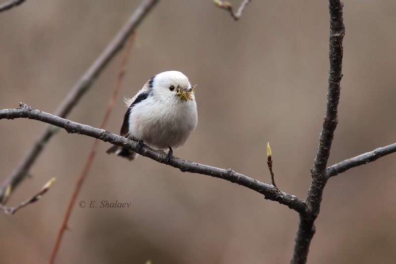 aegithalos caudatus,birds,long-tailed tit,длиннохвостая синица,ополовник,птица,птицы,синица,фотоохота Что нам стоит дом построить . фото превью