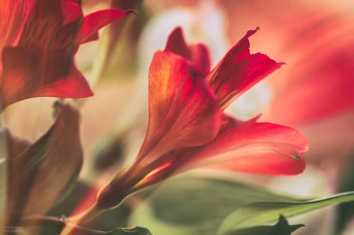 цветочные зарисовки