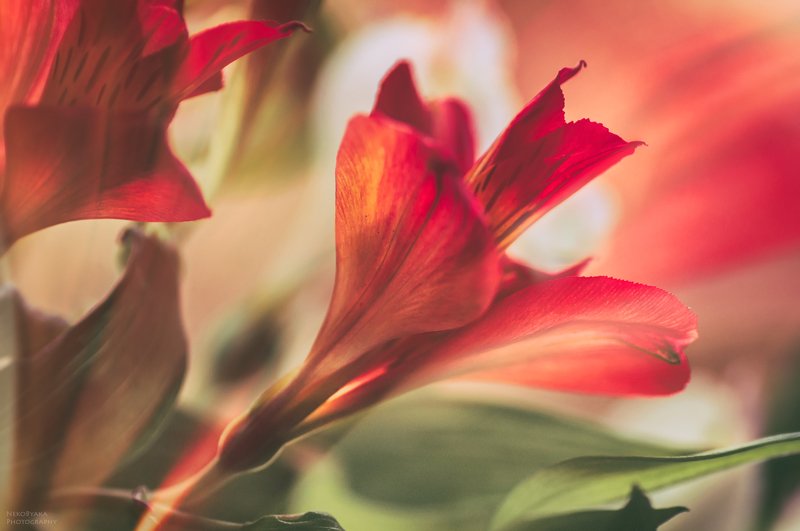 цветы, природа, макро, гелиос, боке, весна, flowers, nature, macro, helios, bokeh, spring, крокус, гиацинты, мускари, ландыши, орхидея, альстромерия цветочные зарисовки фото превью