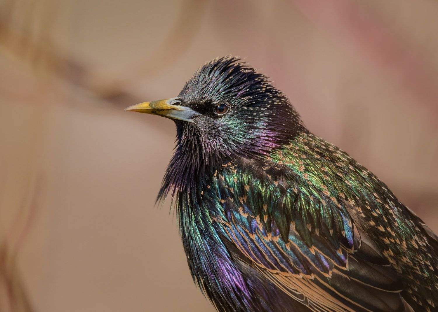 скворец, sturnus vulgaris, певчая птица, радужный, портрет, весна, подмосковье, одинцовский район, переливы, перламутр, Ксения Соварцева