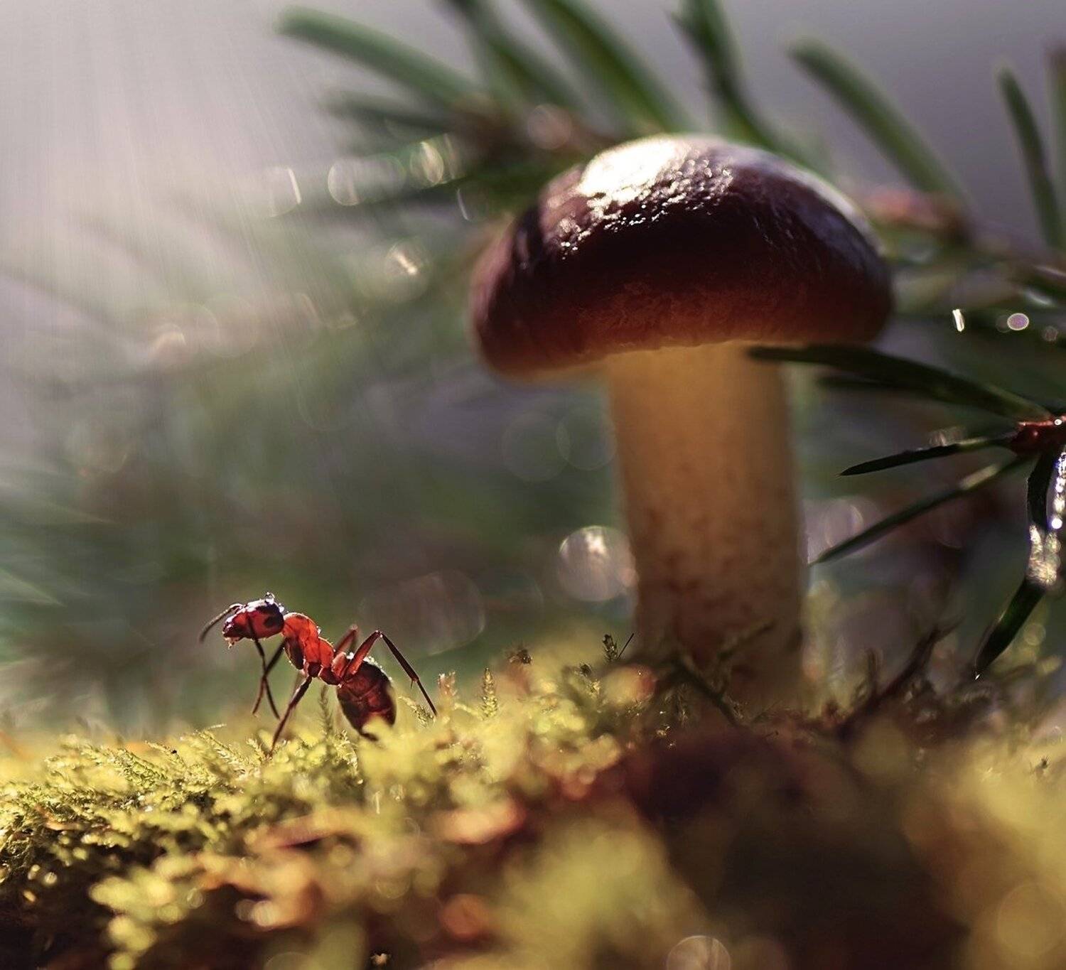 , Лапшина Владлена