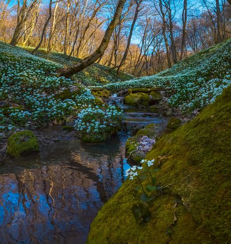 Весеннее волшебство в лесу