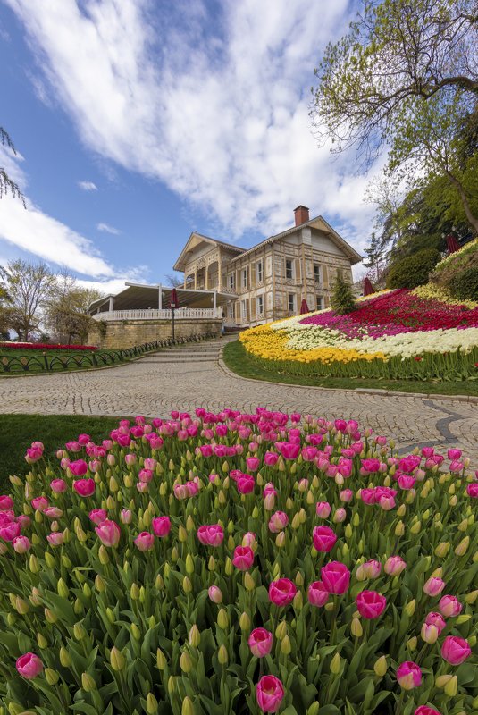 #landscape #emirgan #istanbul #tulip #flower Emirgan Korusu фото превью