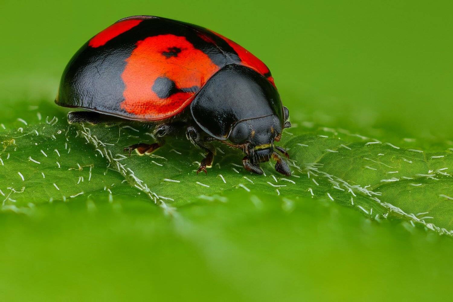 макро жук насекомое животное черный зеленый красный, Андрей Шаповалов