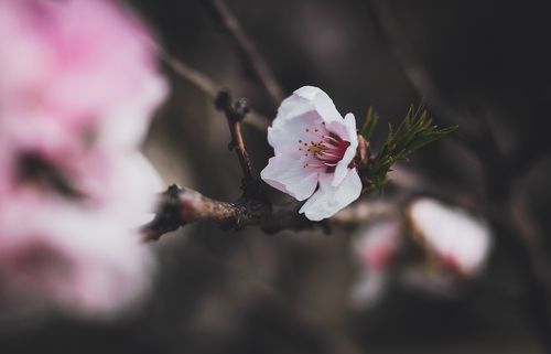 К триумфу апрельской жизни.