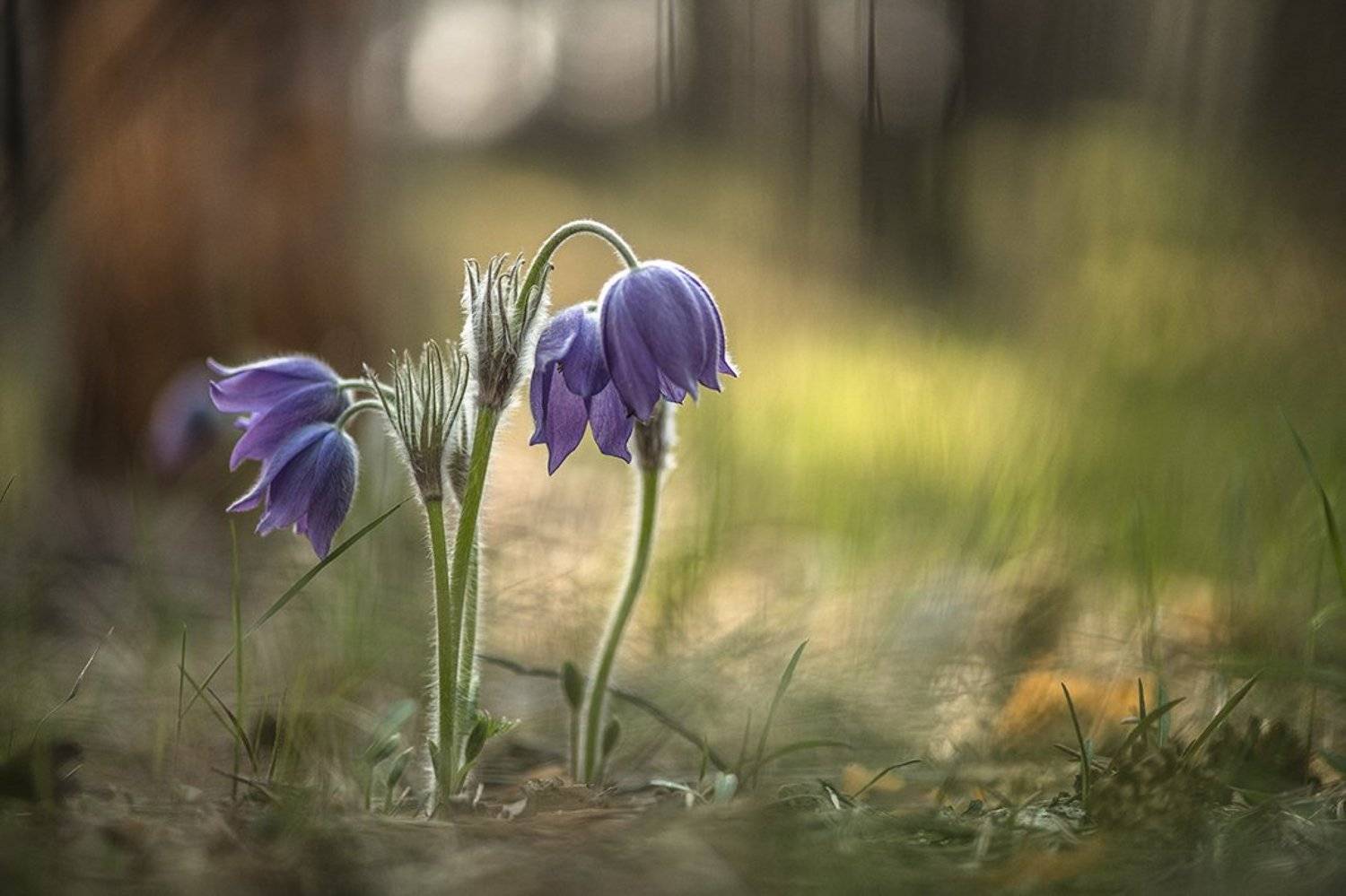 сон трава, свет, цвет, весна, апрель, маклок, воронеж, геннадий мещеряков, Геннадий Мещеряков