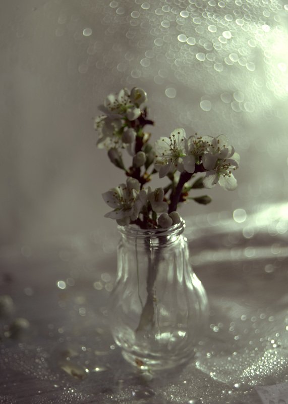 Слива. фото превью