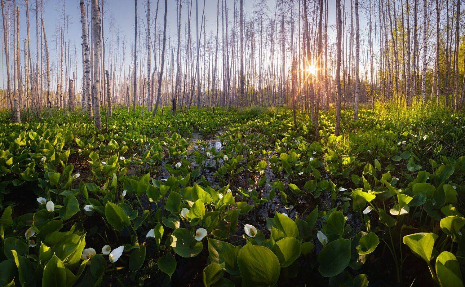 белокрыльник, болотный, топи, Ленинградская область, Арсений Кашкаров
