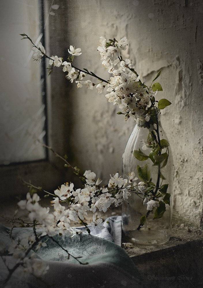 , Шипунова Ирина