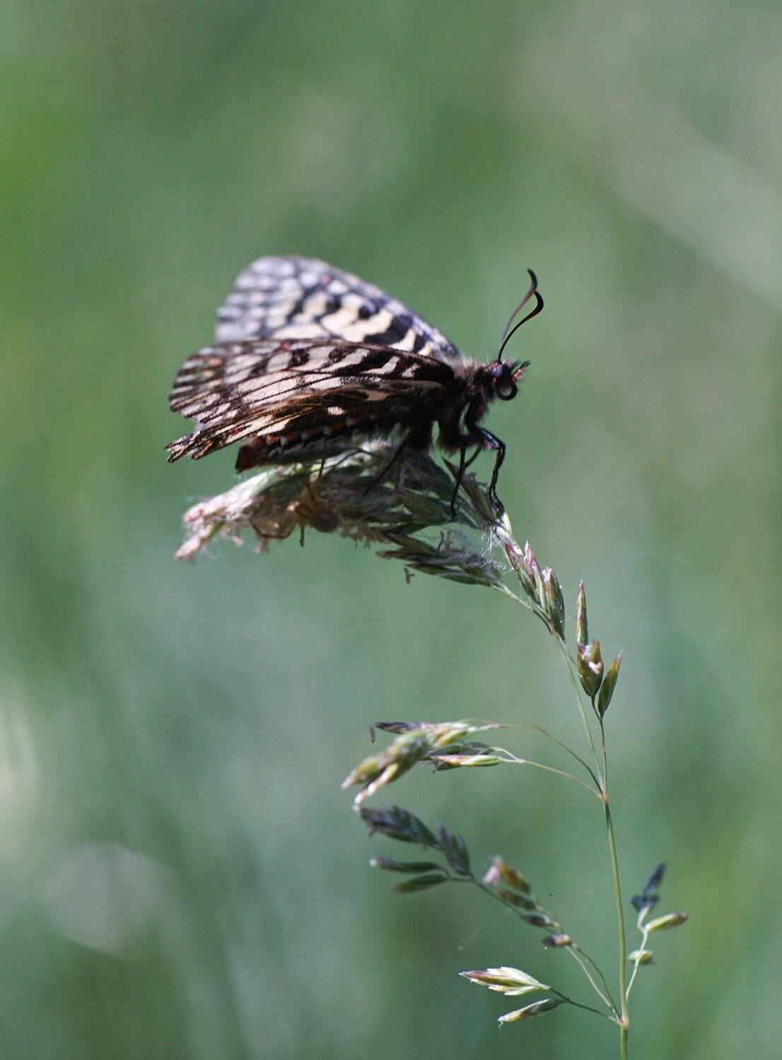 , Красимир Георгиев