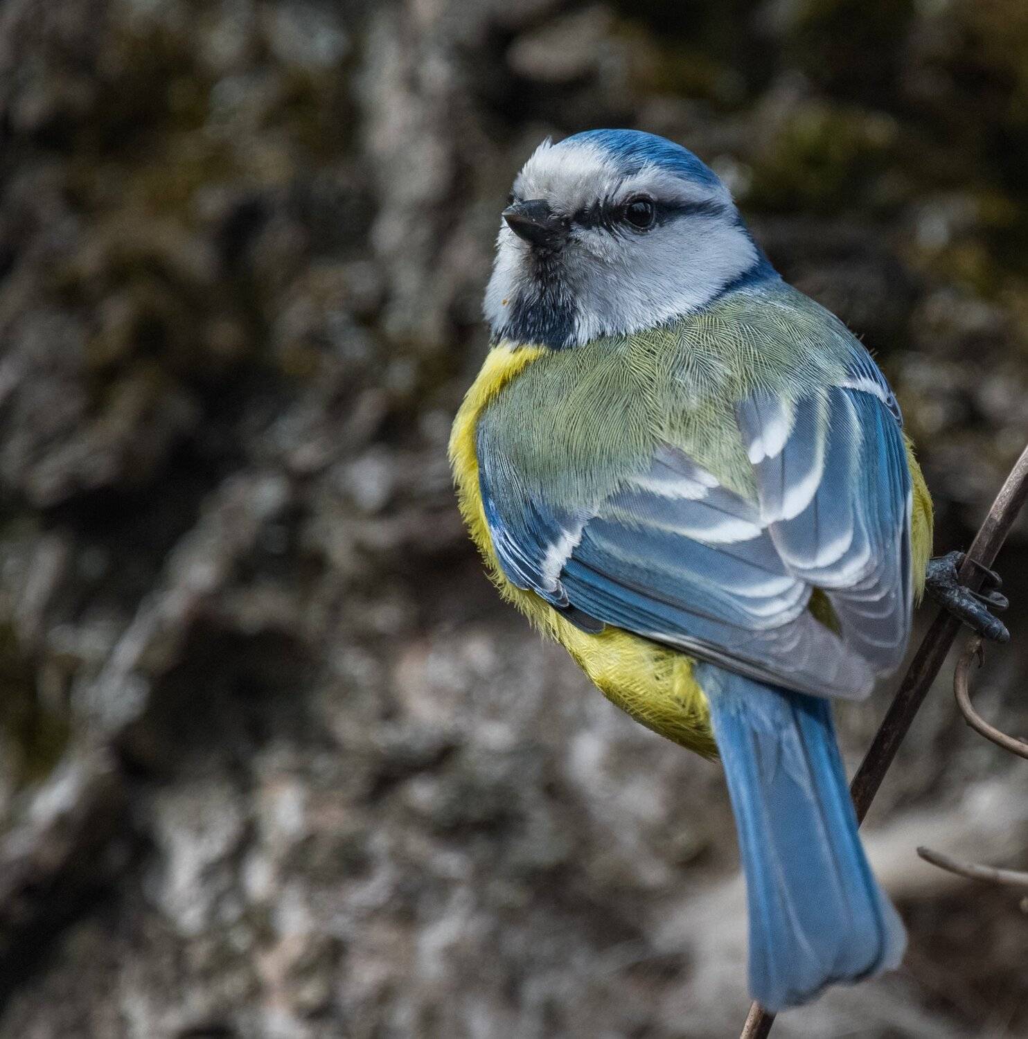 , Курлянцев Алексей