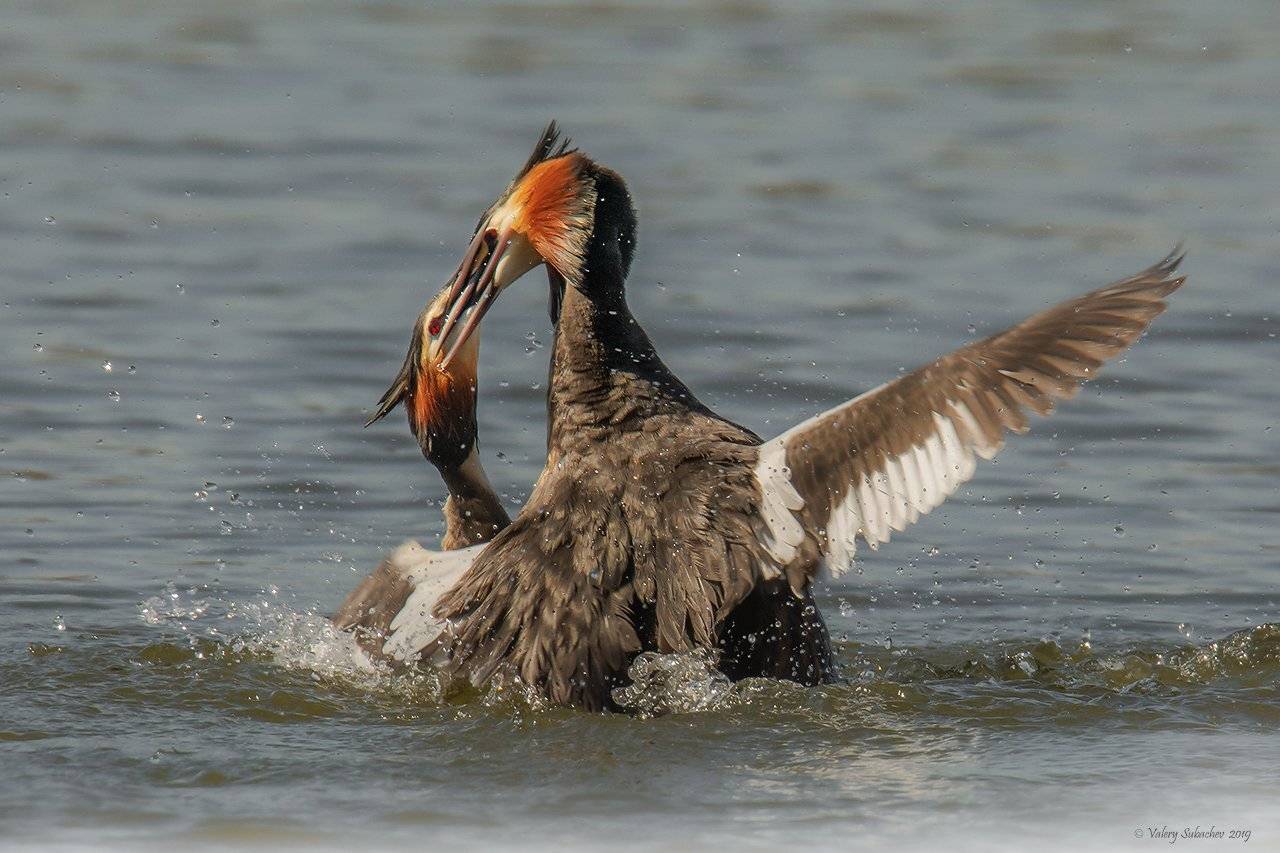 , Валерий Субачев