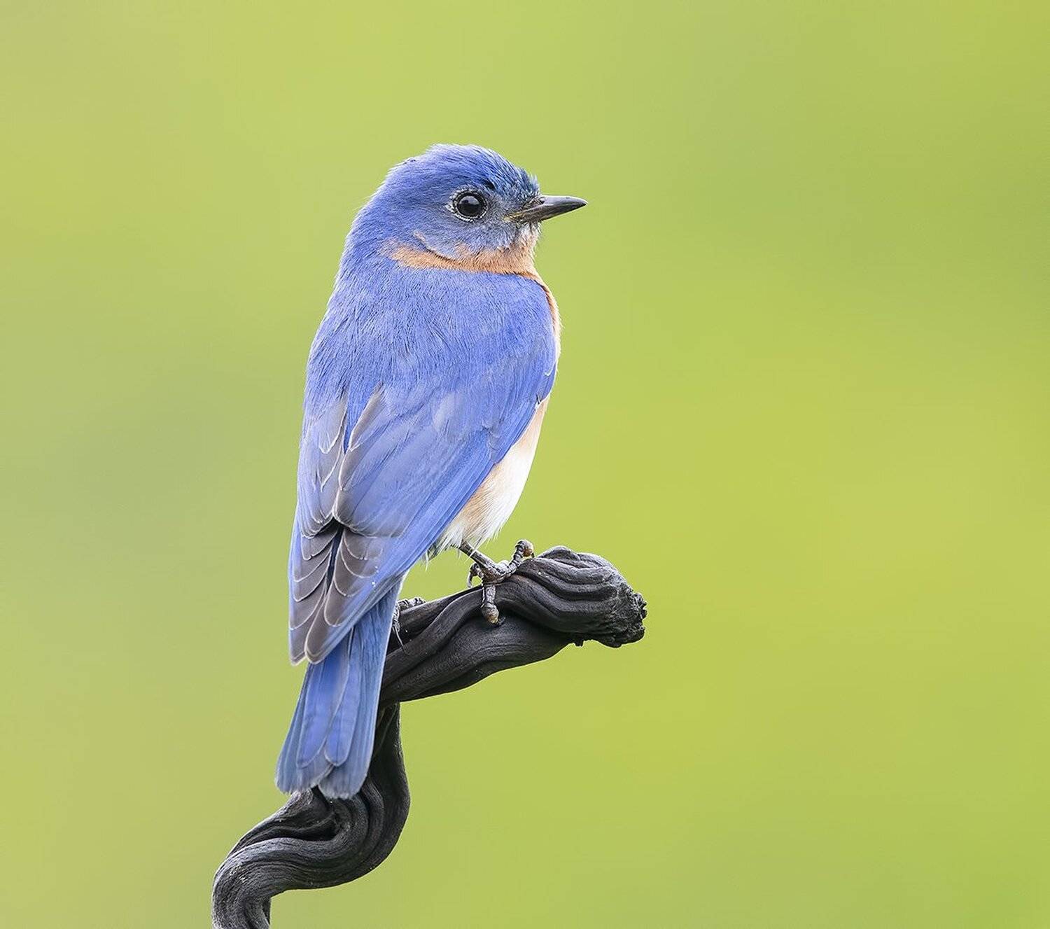 восточная сиалия, eastern bluebird, bluebird, Elizabeth Etkind