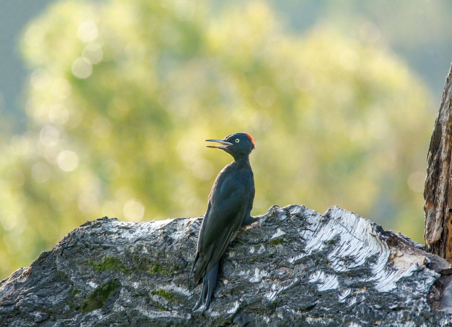 , Михаил Белоусов