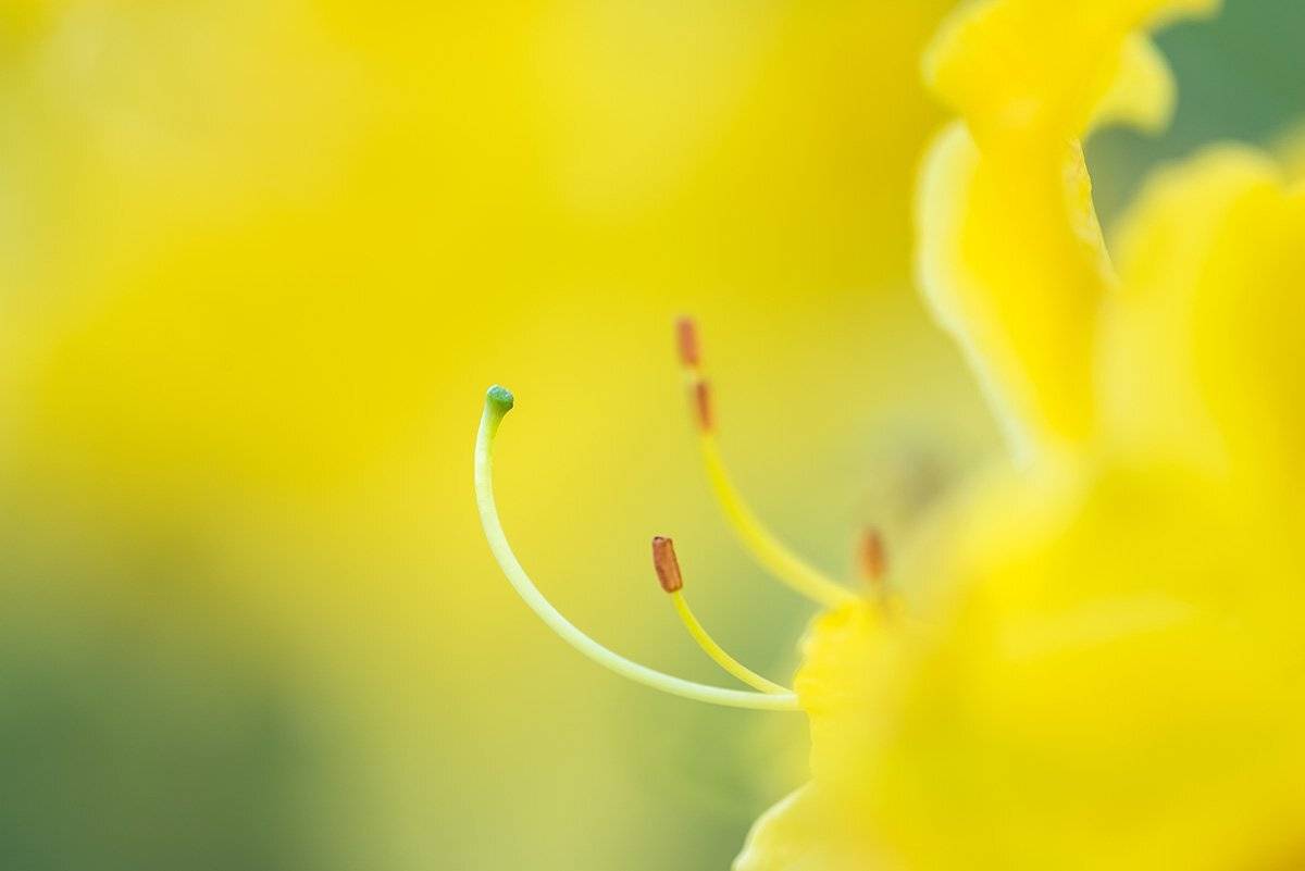 , Александр Земляной