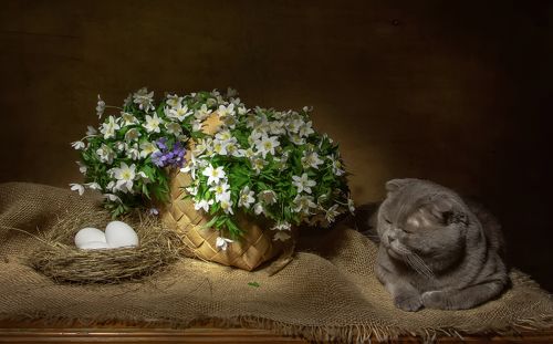 Светлого вербного воскресенья!