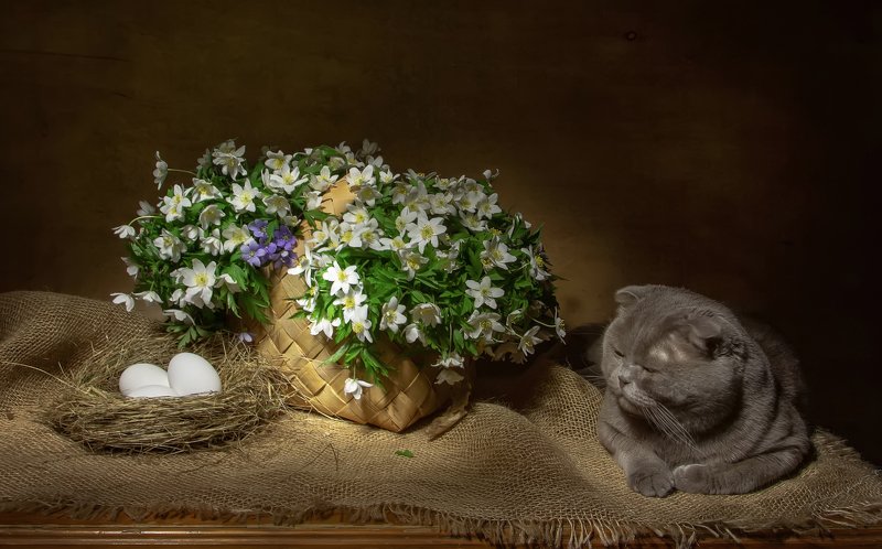 натюрморт, ветреница, весна, вербное воскресенье, верба, лукошко, кот, скоттиш-фолд, яйца Светлого вербного воскресенья! фото превью