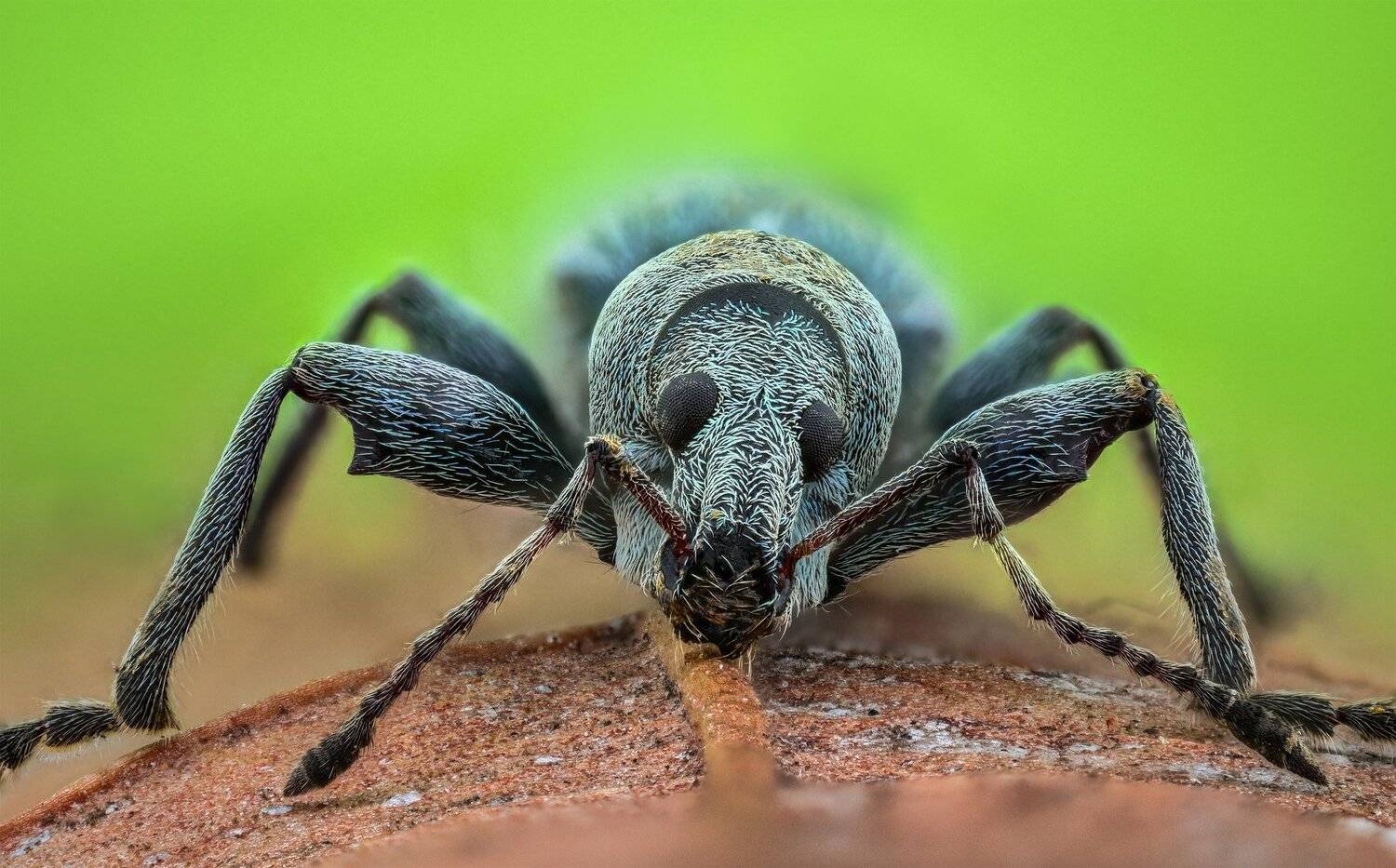 ceclii, macro, extrememacro, nikon d3400, lomo 3.7x, Tsvetan Ganev