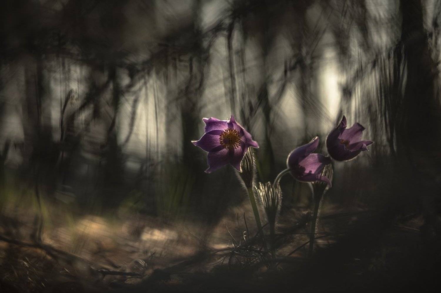 сон трава, свет, цвет, весна, апрель, маклок, воронеж, геннадий мещеряков, Геннадий Мещеряков