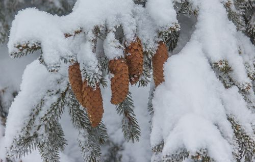 Winter in the Vladeasa Mountains. 