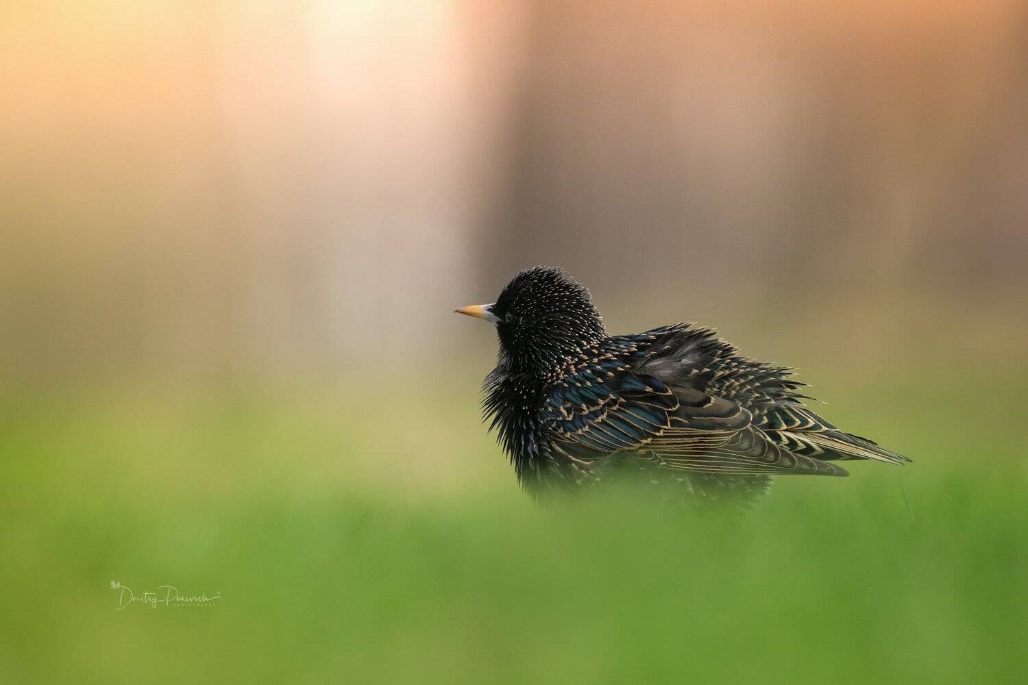 природа, лес, животные, птицы, Дмитрий Посевич