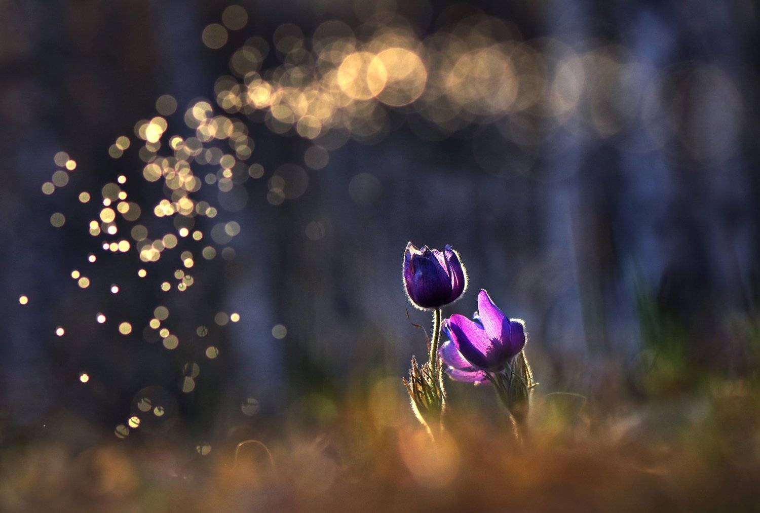 , Макеев Алексей