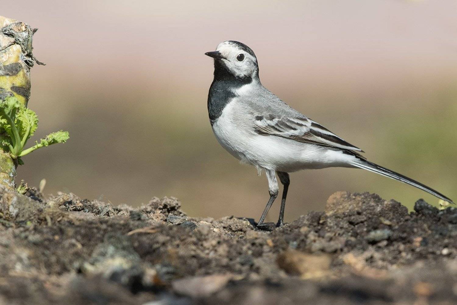 , Елена Давыдова