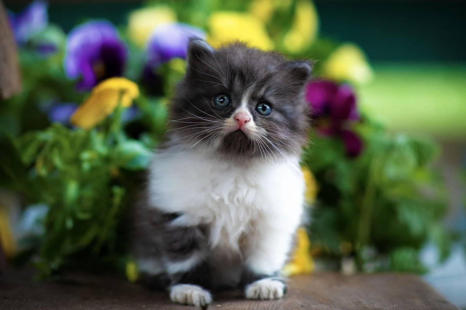 , Коротун Юрий