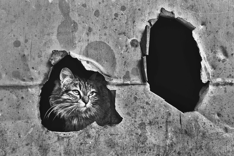 Кошкин дом. 2011 фото превью