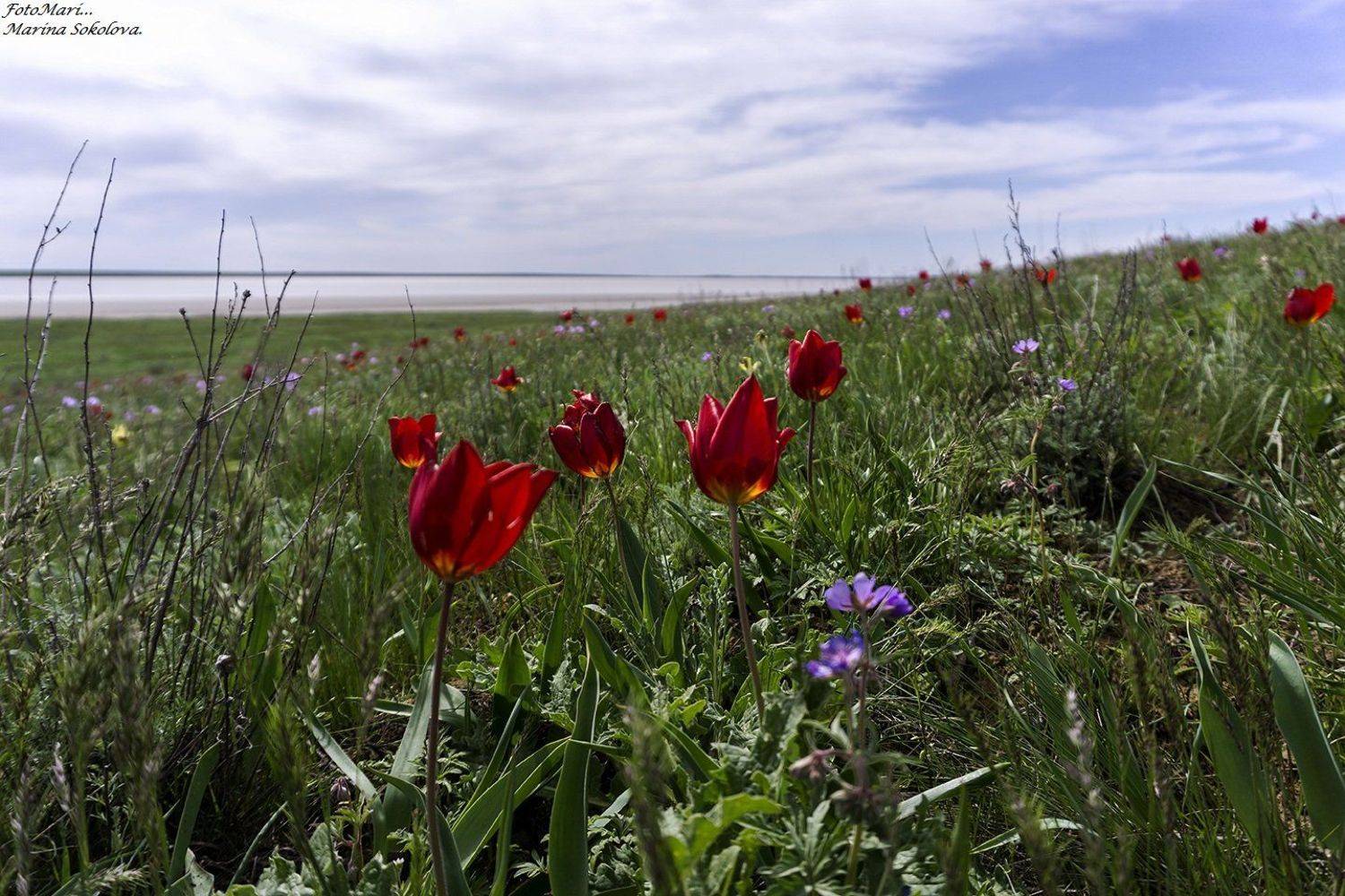 , Марина Соколова