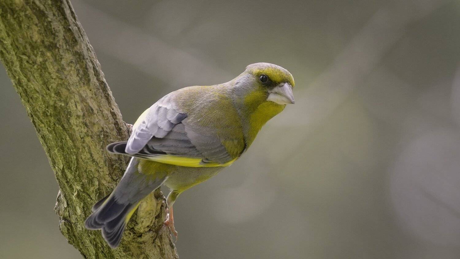 весна, Alexander Plekhanov