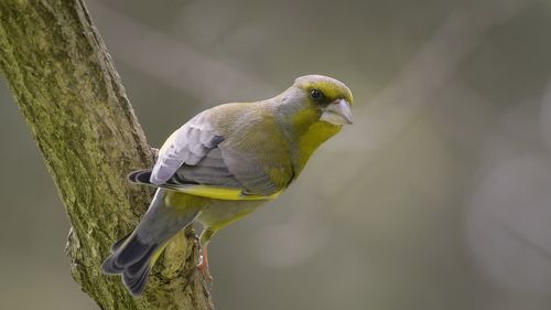 Портрет зеленушки обыкновенной