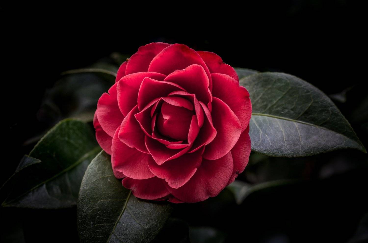 , Андрей Горюнов