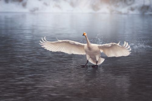 Белый веер крыльев