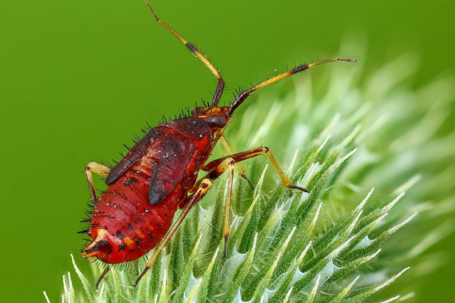 макро клоп насекомое животное зеленый, Андрей Шаповалов