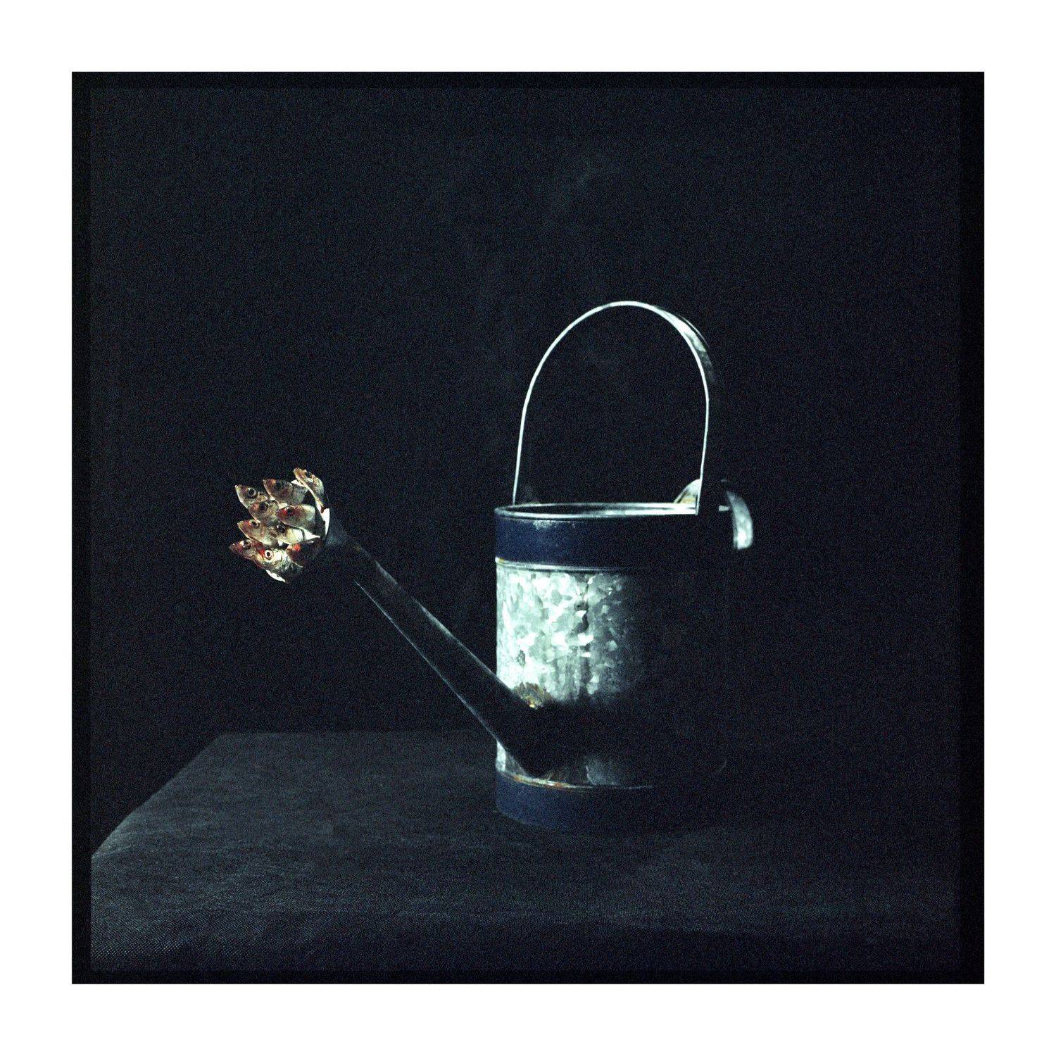 Film, analogue, art, fish, miracles, ironic, series, surrealism, Tomas