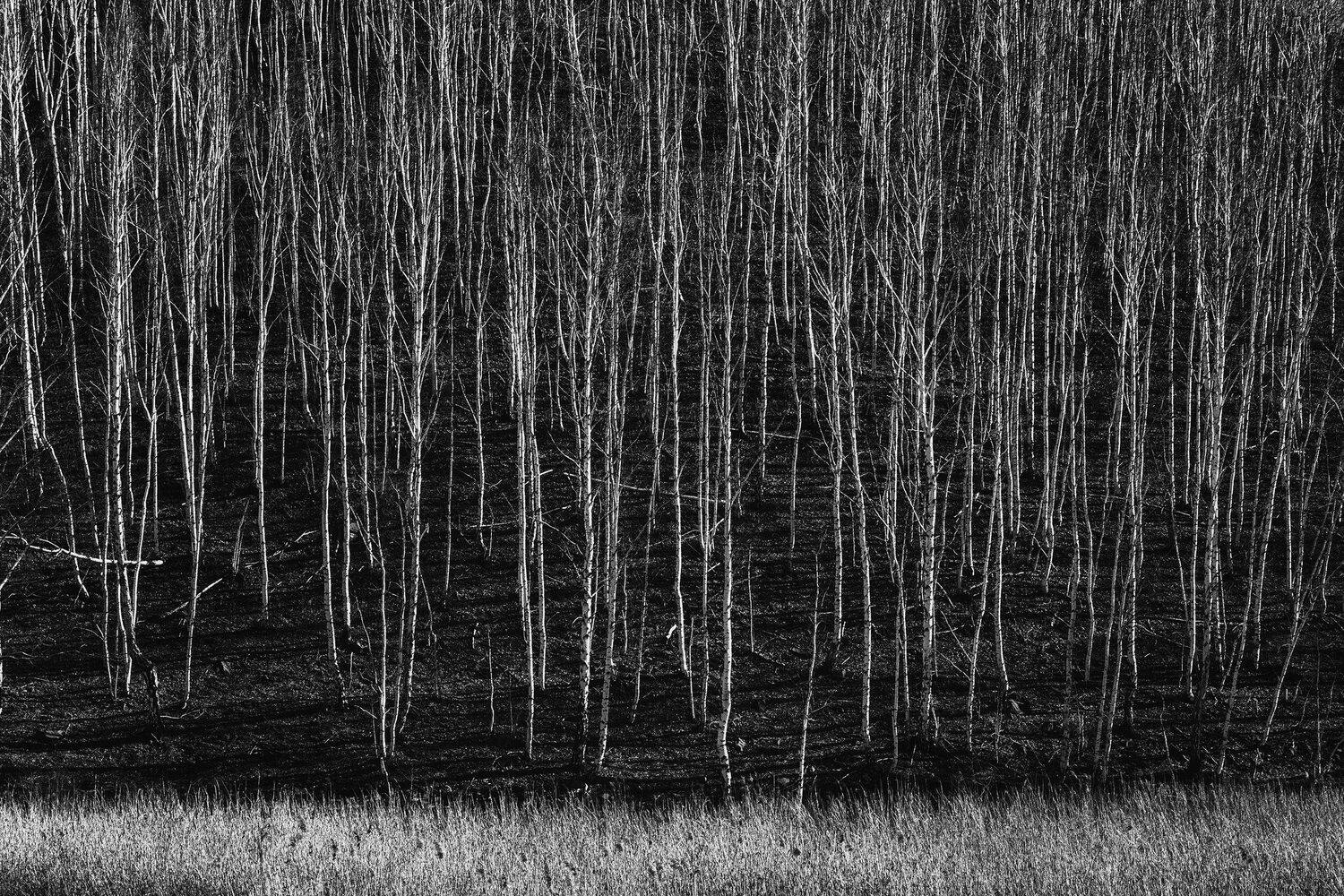 , Антон Кошетаров