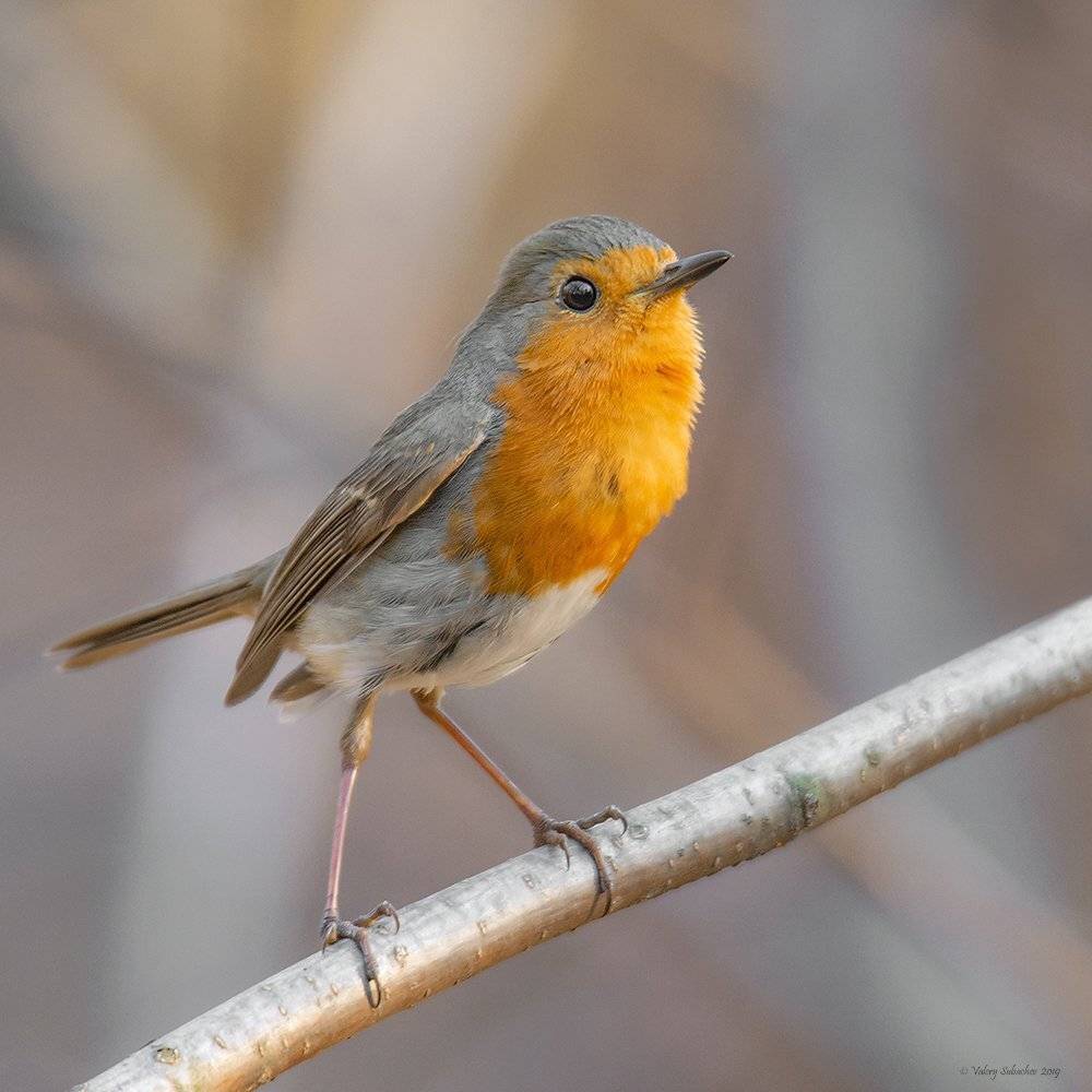 , Валерий Субачев