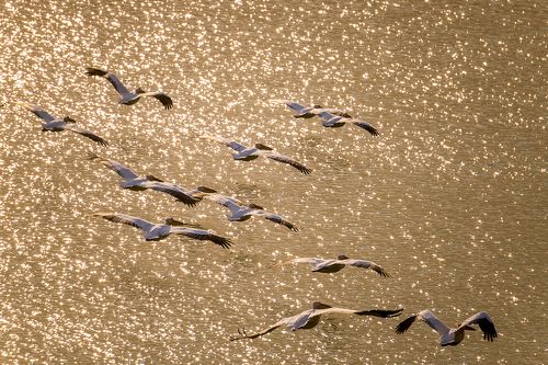 Пеликаны прилетели!